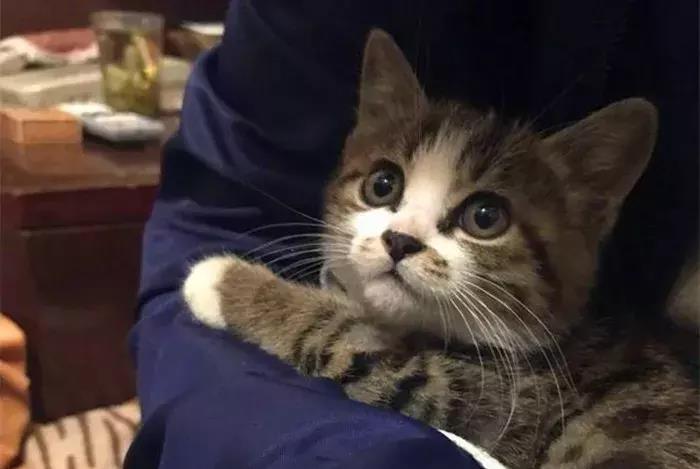 最新流浪猫救助指南，照顾与救助流浪猫的步骤详解