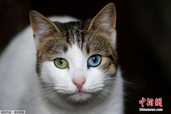 揭秘隐藏小巷的神秘猫咪店，探索最新猫咪版链接的独特魅力