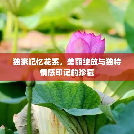 独家记忆花系，美丽绽放与独特情感印记的珍藏