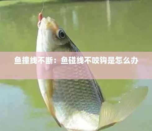 风韵犹存 第2页