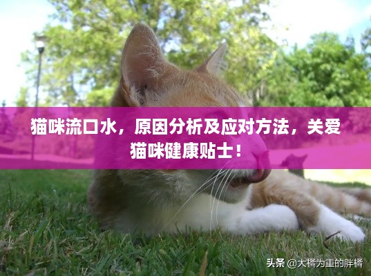猫咪流口水，原因分析及应对方法，关爱猫咪健康贴士！