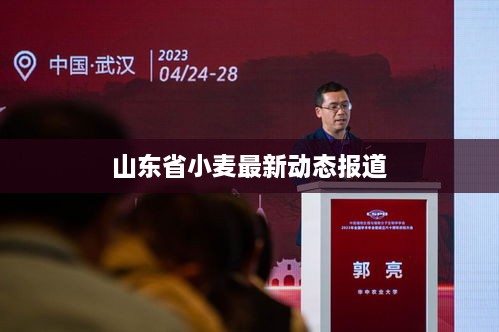 山东省小麦最新动态报道