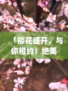 「樱花盛开，与你相约！绝美旅游攻略大揭秘」