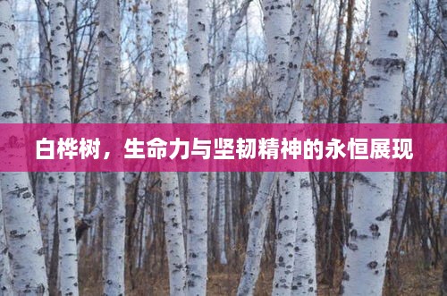 白桦树，生命力与坚韧精神的永恒展现