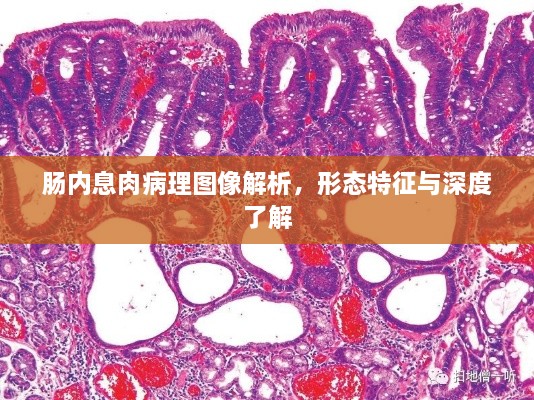 肠内息肉病理图像解析，形态特征与深度了解