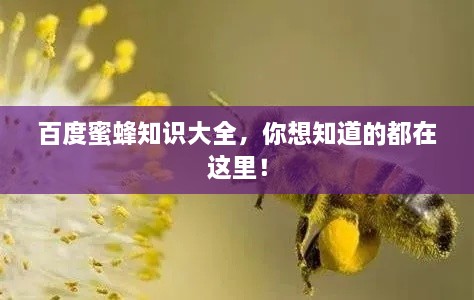 百度蜜蜂知识大全，你想知道的都在这里！