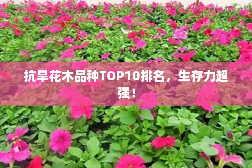 抗旱花木品种TOP10排名，生存力超强！